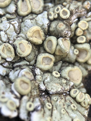 Squamarina periculosa