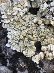 Squamarina periculosa