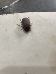 Phyllophaga lanceolata