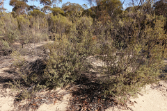 Leptospermum coriaceum