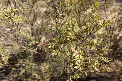 Leptospermum coriaceum