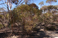 Eucalyptus oleosa oleosa