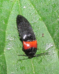 Elateridae