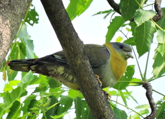 Treron phoenicopterus