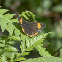 Heliophorus epicles