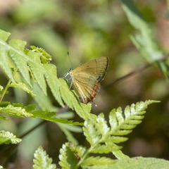 Heliophorus epicles