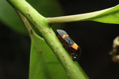 Cosmoscarta abdominalis