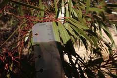 Eucalyptus oleosa oleosa