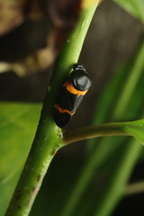 Cosmoscarta abdominalis