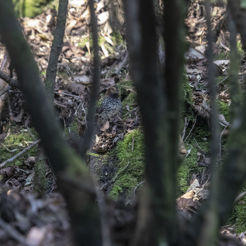 Spotted Laughingthrush (Ianthocincla ocellata), photo 8