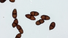 Puccinia lojkaiana