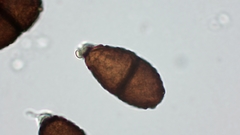 Puccinia lojkaiana