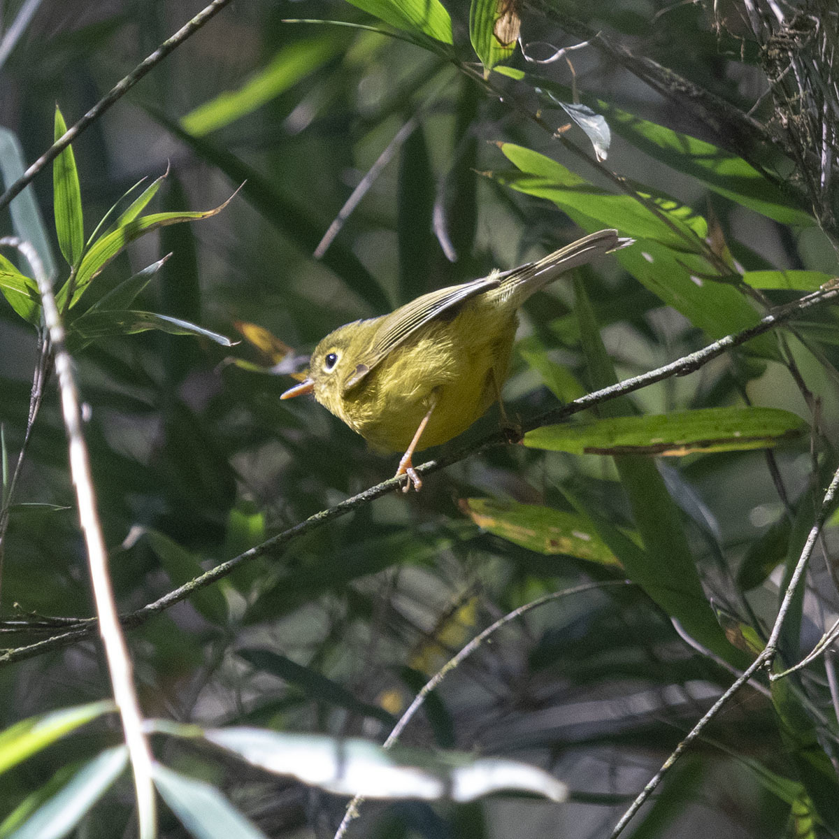 Whistler's Warbler