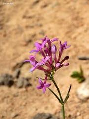 Bouvardia rosea