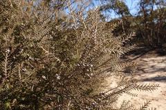 Melaleuca acuminata