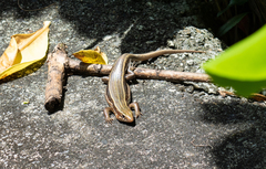 Plestiodon kishinouyei