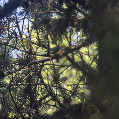 Lophophanes dichrous