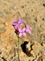 Bouvardia rosea
