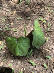 Ipomoea alba