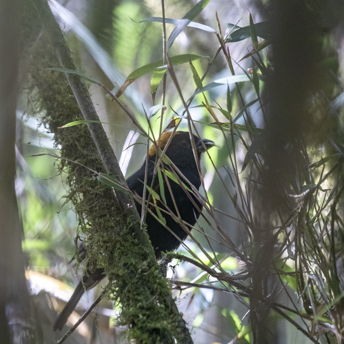 Golden-naped Finch