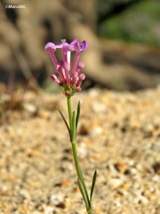 Bouvardia rosea