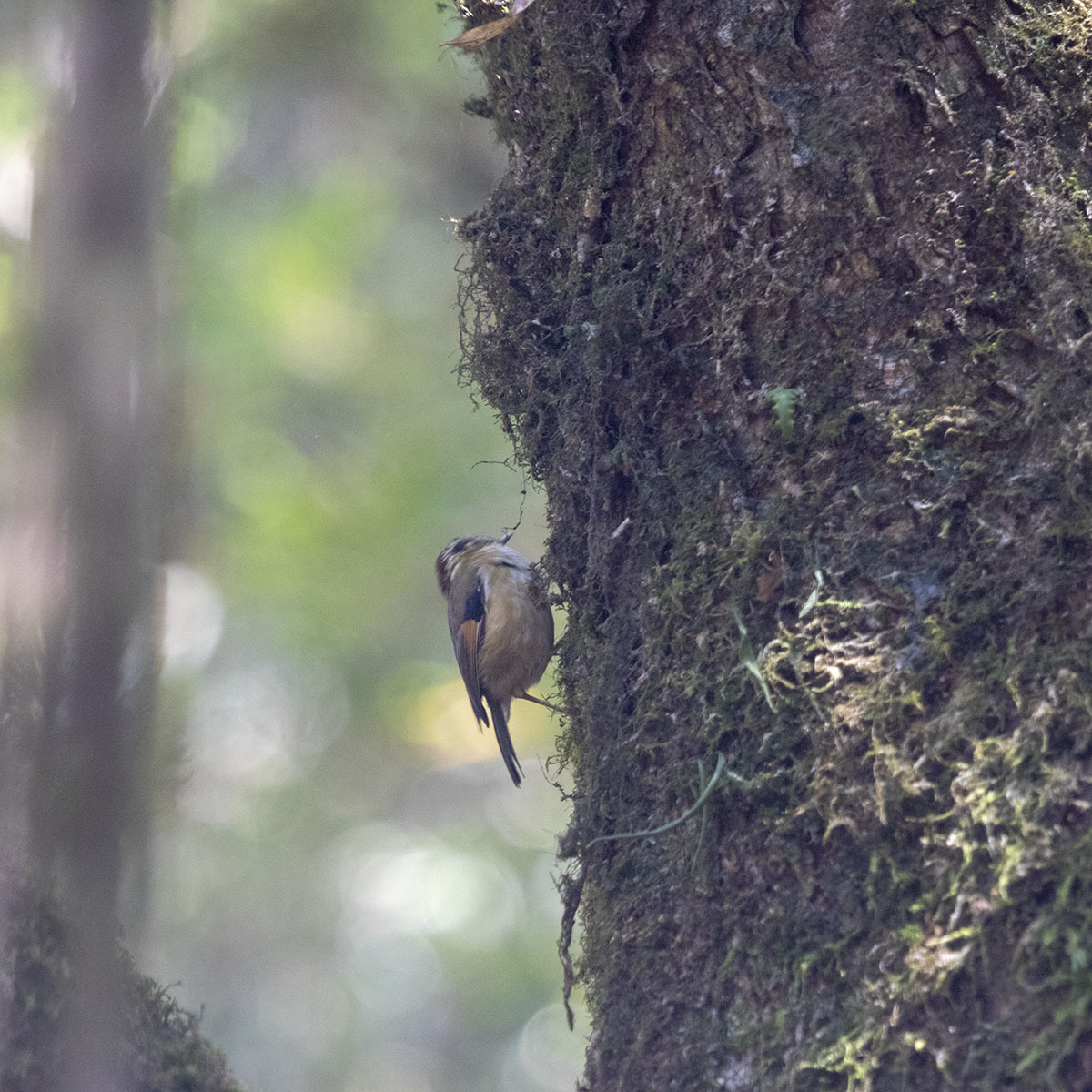 Rufous-winged Fulvetta (Schoeniparus castaneceps)