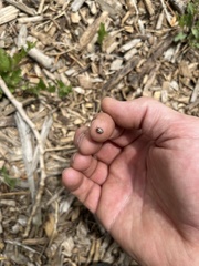 Agroiconota bivittata