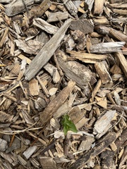 Agroiconota bivittata