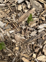 Agroiconota bivittata