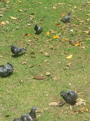 Columba livia domestica