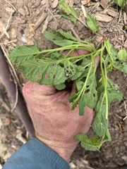 Agroiconota bivittata