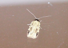 Agonopterix atrodorsella
