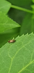 Anaspis maculata