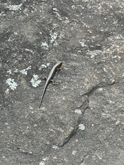 Plestiodon fasciatus