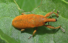 Lixus bardanae