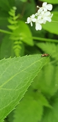 Anaspis maculata