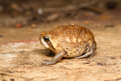 Breviceps carruthersi