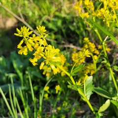 Barbarea vulgaris