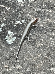 Plestiodon fasciatus