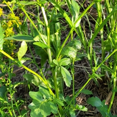Barbarea vulgaris