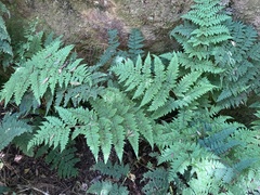 Dryopteris guanchica image