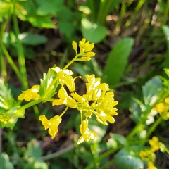 Barbarea vulgaris