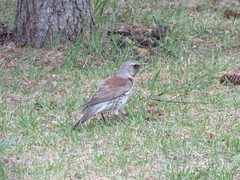 Turdus pilaris