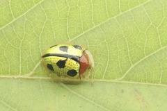 Chiridopsis bowringii