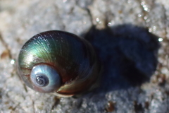 Margarites helicinus