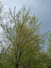 Prunus pensylvanica