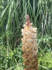 Orobanche amethystea
