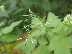 Osmorhiza berteroi
