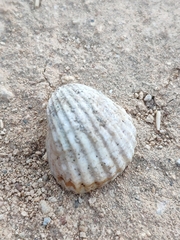 Cerastoderma glaucum