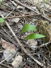 Lilium martagon pilosiusculum
